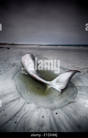 A dead juvenile female Minke Whale (Balaenoptera acutorostrata)  on Balranald beach. North Uist, Outer Hebrides, Scotland, UK Stock Photo