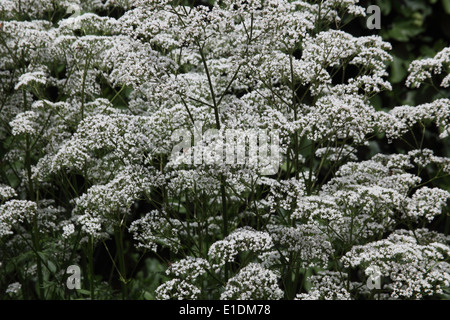 Valeriana officinalis Valerian close up of flowers Stock Photo
