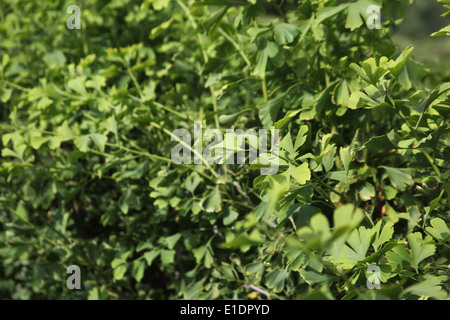 Ginkgo biloba Maidenhair tree close up of leaves Stock Photo