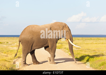 An African Elephant in Amboseli National Park in Kenya crossing a dirt road. Stock Photo