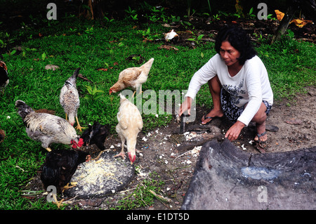 Chicken eating - Traditional house in Industria - PANGUANA . Department of Loreto .PERU Stock Photo