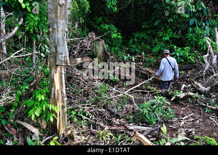 Yuca plantation - Rainforest in Industria - PANGUANA . Department of Loreto .PERU Stock Photo