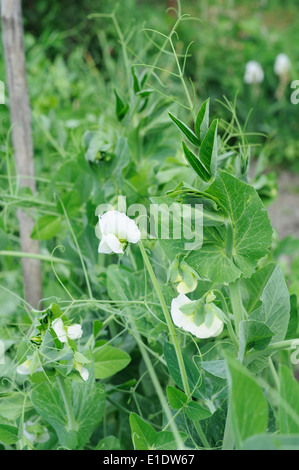 white flowers on the young plant of peas Stock Photo