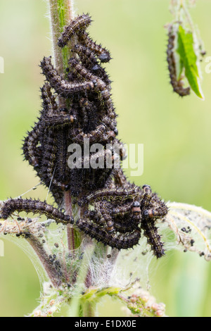 Caterpillars of the small tortoiseshell butterfly, Aglais urticae, feeding on a nettle Stock Photo