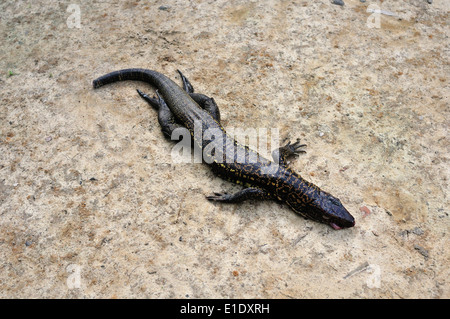 Lizard cooking - Traditional kitchen in Industria - PANGUANA . Department of Loreto .PERU Stock Photo