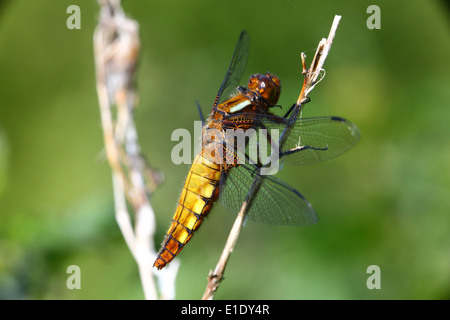 broad bodied chaser dragonfly Stock Photo