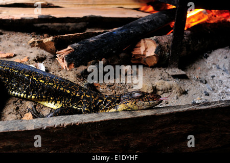 Lizard cooking - Traditional kitchen in Industria - PANGUANA . Department of Loreto .PERU Stock Photo