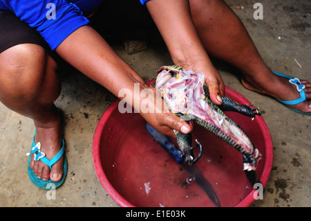 Lizard cooking - Traditional kitchen in Industria - PANGUANA . Department of Loreto .PERU Stock Photo