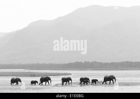 African Elephant herd walking on water Stock Photo
