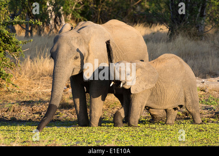 Elephant mother and calf drinking, calf with trunk up in the air Stock Photo