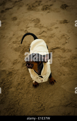 Dachshund dressed for a wedding barking on a beach in winter Stock Photo