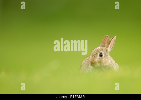 Rabbit Kit (Oryctolagus cuniculus) against a diffused green background ...