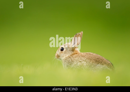 Rabbit Kit (Oryctolagus cuniculus) against a diffused green background ...