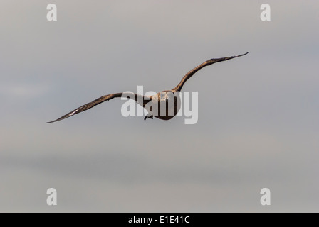 Great Skua approaching for an attack Stock Photo