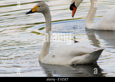 Whooper Swan (Cygnus Cygnus), mute swan in the background Stock Photo