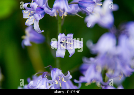 Purple Flowers Stock Photo