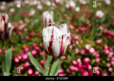 Multicolored Tulips Stock Photo