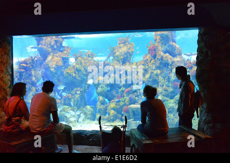 The Malta National Aquarium, Qawra (Il-Qawra), Saint Paul's Bay (San Pawl il-Baħar), Northern District, Republic of Malta Stock Photo