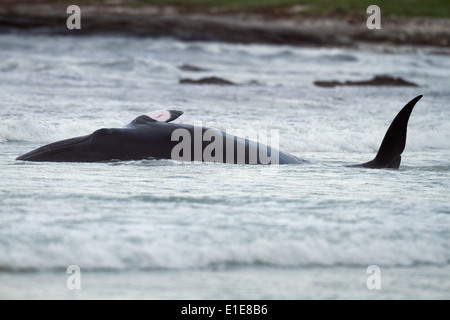 A juvenile female Minke Whale Balaenoptera acutorostrata struggles to survive in shallow water off North Uist, Scotland. Stock Photo
