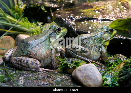 A pair of Green Frogs. Stock Photo