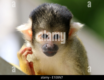 Close-up of a Black-capped squirrel monkey (Saimiri boliviensis) Stock Photo