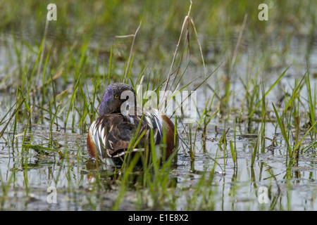 Northern Shoveler (Anas clypeata) Beautiful, iridescent, colored male, in the shallow water, resting and staring back at camera. Stock Photo