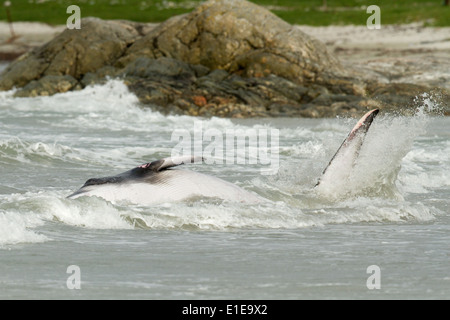 A juvenile female Minke Whale thrashes and fights for survival on a North Uist beach after entering shallow water. Stock Photo
