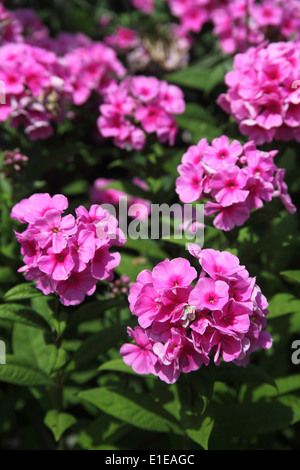 Phlox paniculata 'Eva Cullum' close up of flower Stock Photo