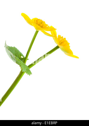 Caltha palustris marsh marigold flowers isolated on white Stock Photo