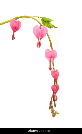 Bleeding heart flowers isolated on white Stock Photo