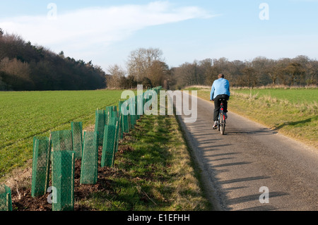 New roadside hedge planted along a country lane leading to Anmer Hall on the Sandringham Estate, Norfolk. Stock Photo