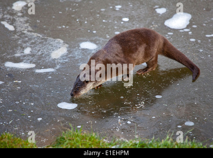 Eurasian Otter (Lutra lutra) sitting on frozen Pond, UK Stock Photo