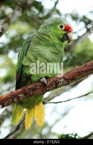 A green parrot perched on the branch of a tree in the jungle in Archidona, Ecuador Stock Photo