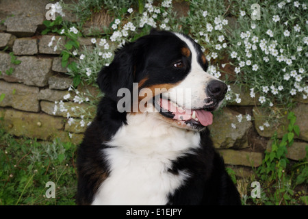 Berner Sennenhund Portrait von der Seite  Stock Photo