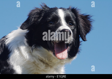 Border Collie Portrait am blauen Himmel Stock Photo