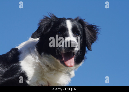 Border Collie Portrait am blauen Himmel Stock Photo