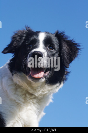 Border Collie Portrait am blauen Himmel Stock Photo