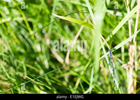 Coenagrion Dragonfly sitting on a leaf of green grass Stock Photo