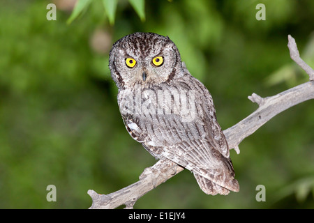 Western Screech-Owl Megascops kennikottii Tucson, Pima County, Arizona, United States 26 May Adult Strigidae Stock Photo