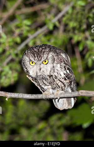 Western Screech-Owl Megascops kennikottii Tucson, Pima County, Arizona, United States 26 May Adult Strigidae Stock Photo