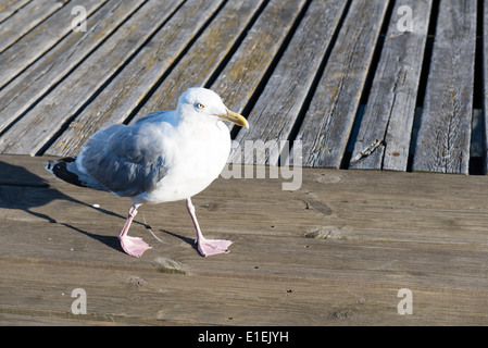 Closeup of herring gull, Larus argentatus walking on wooden planks Stock Photo