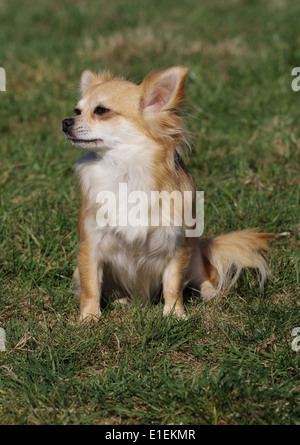 Chihuahua sitzt auf einer Wiese Stock Photo