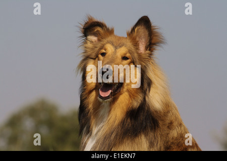 Collie Stock Photo
