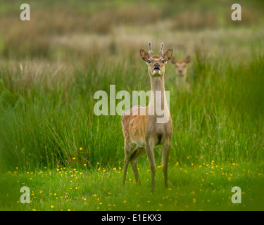 Sika deer with fawn, Arne, UK Stock Photo