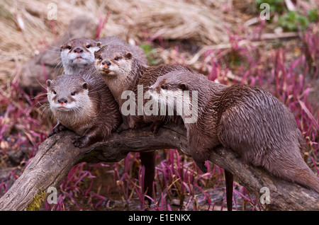 Group of Asian Small Clawed Otters (aonyx cinerea) Stock Photo