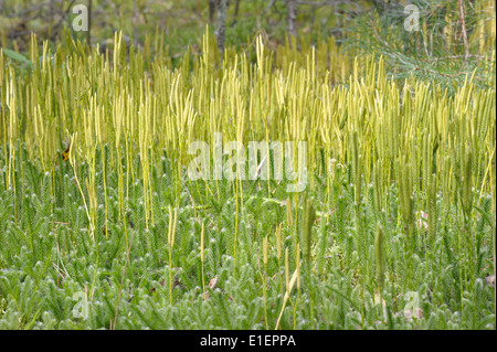 spore-bearing stems lycopodium clavatum in a pine forest, close-up Stock Photo