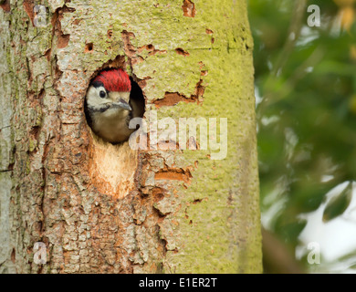 Juvenile Great Spotted Woodpecker Dendrocopos major  plucking up the courage to fledge Stock Photo