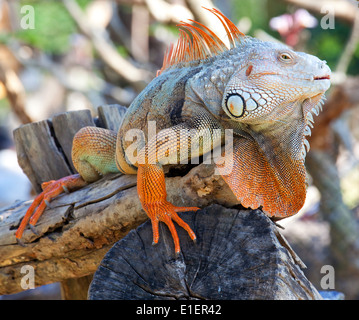iguana reptile sitting on the tree Stock Photo