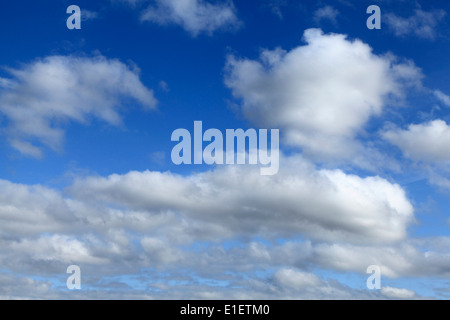 White cumulus clouds, blue sky cloud skies UK Stock Photo