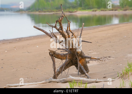 Snag on the river shore. Beautiful nature composition. Dry tree on the foreground Stock Photo